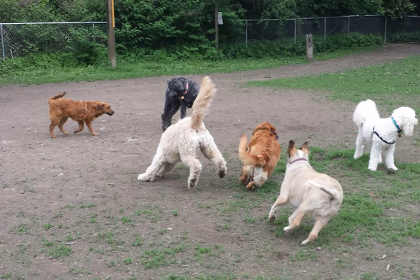 Frick Park Off Leash Exercise Area